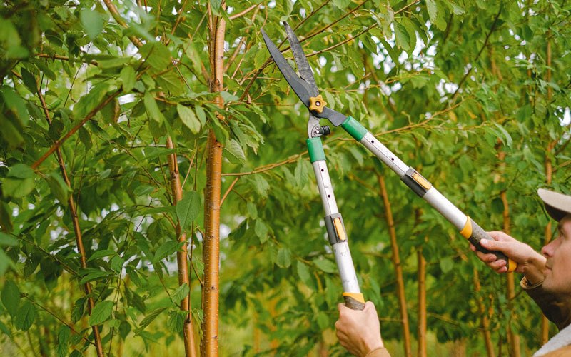 Tree trimming in Bumpass, VA
