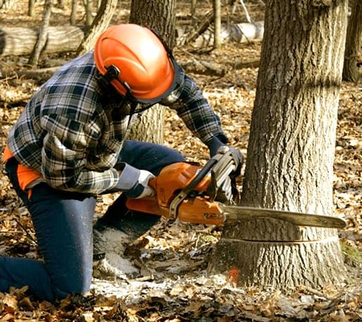 Tree Removal in Bumpass, VA
